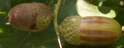 September individual acorns.jpg