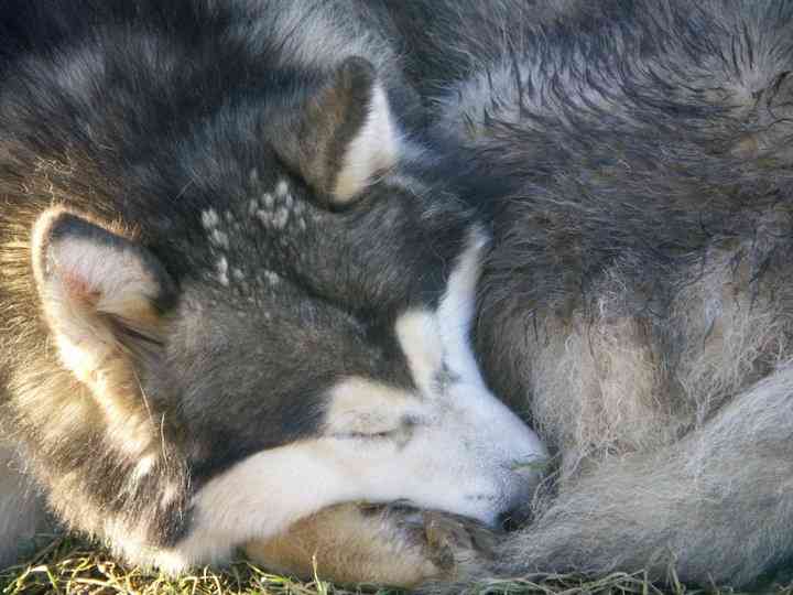 Hades having a snooze!