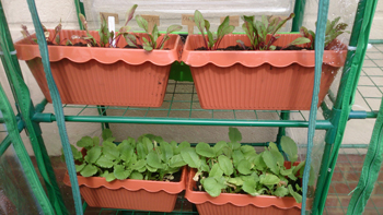 GARDEN2.jpg