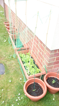 GARDEN3.jpg