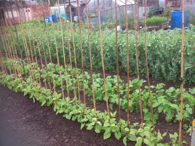 runner beans and peas