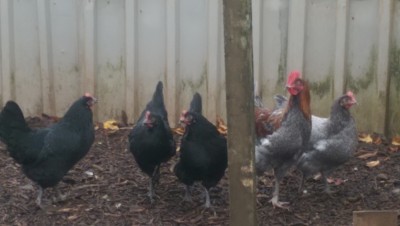 some of the girls and cocky the cockerel