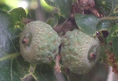 Acorns July growing from their cups.jpg