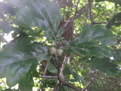 Acorns July growing from their cups context.jpg