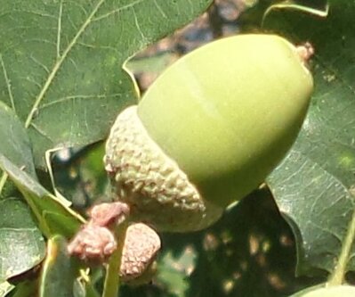August acorn individual.jpg