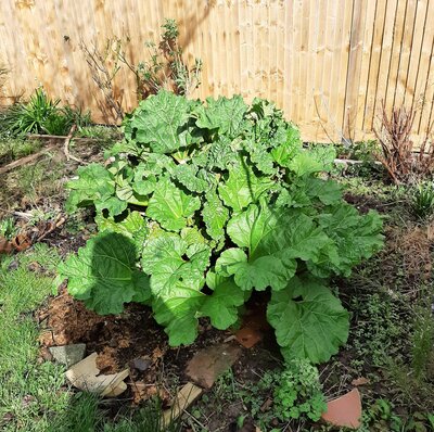 2022 March rhubarb.jpg