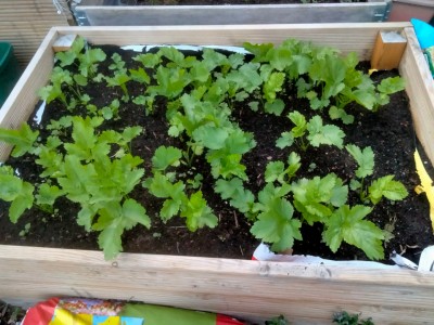 parsnips.jpg