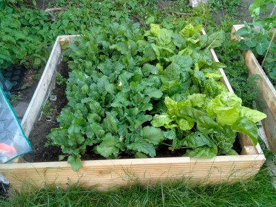 beetchard.jpg