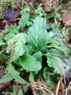 IMG_20230105_120129.jpg