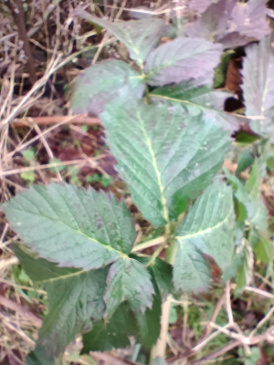 IMG_20230105_120135.jpg