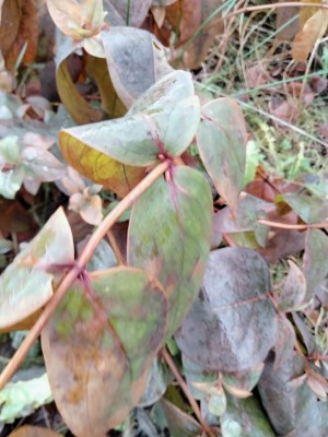 IMG_20230105_121045.jpg