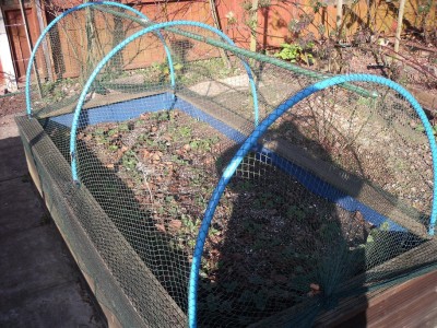 strawberry bed.JPG