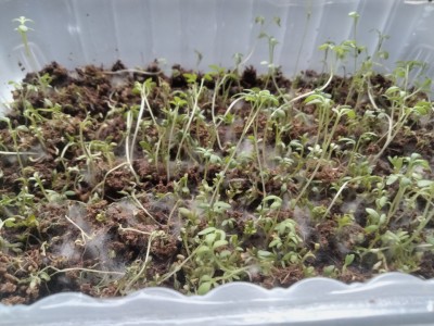 cress2.jpg